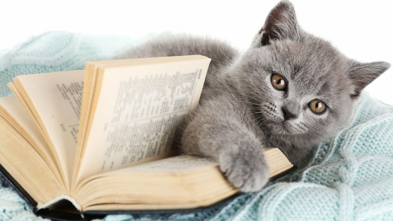 Котёнок с книжкой