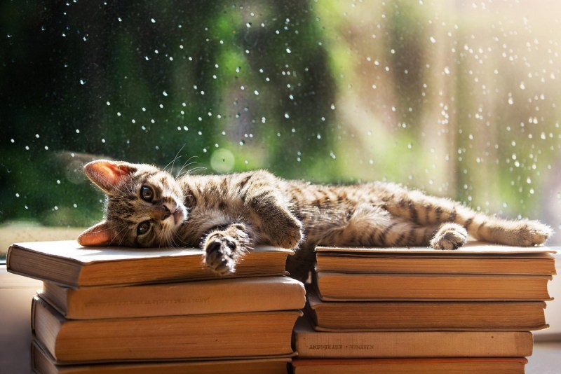 Кот с книгой