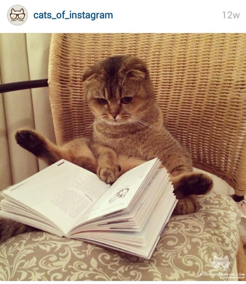 Книга котик
