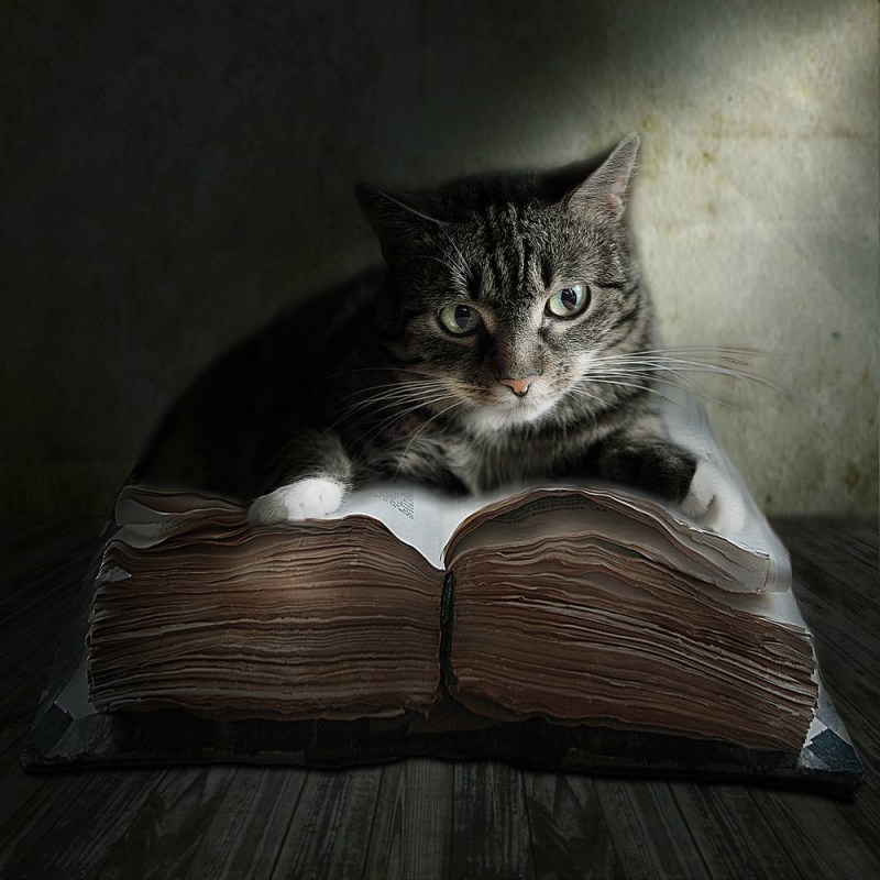 Книги про кошек