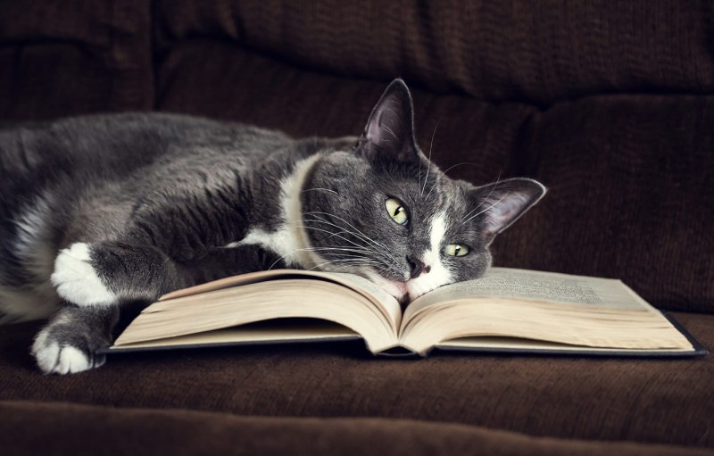 Кот с книгой