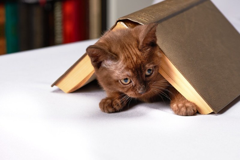 Котёнок с книжкой