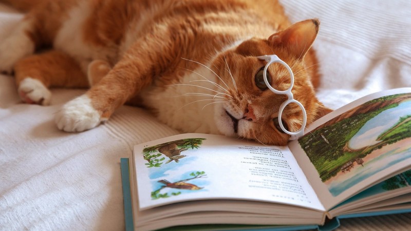 Котенок с книгой