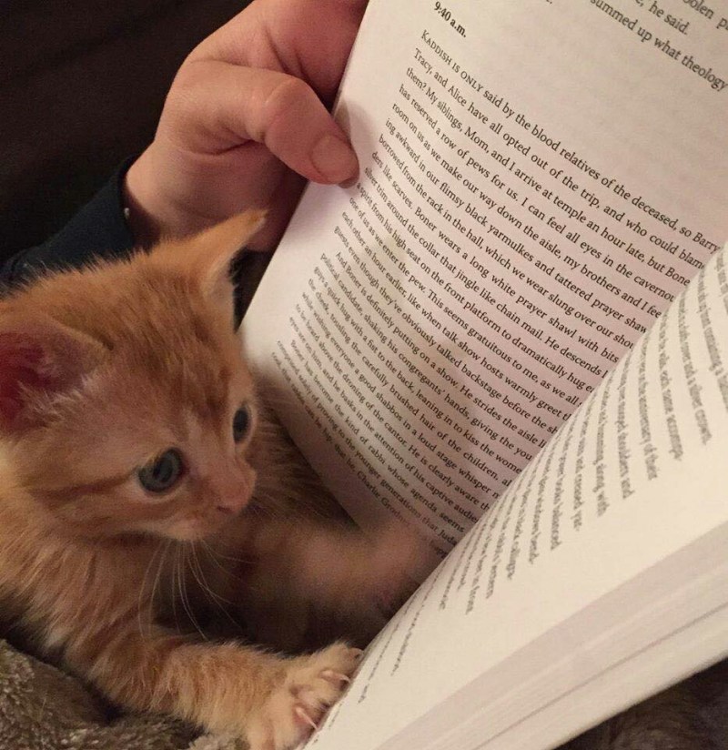 Котенок с книгой