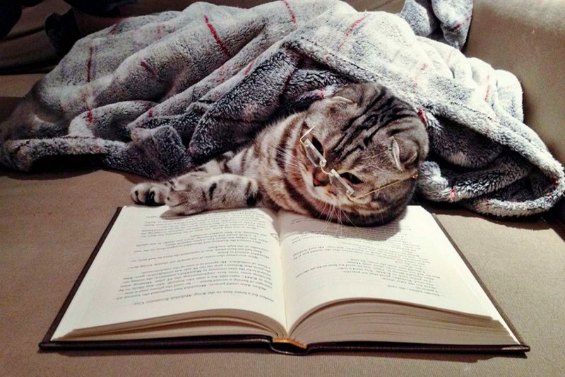 Кот спит на книгах