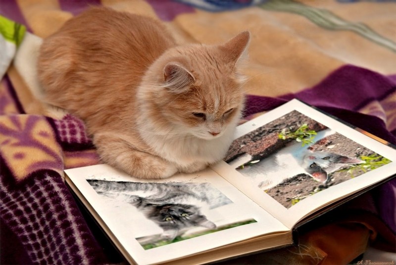Милый котик с книжкой