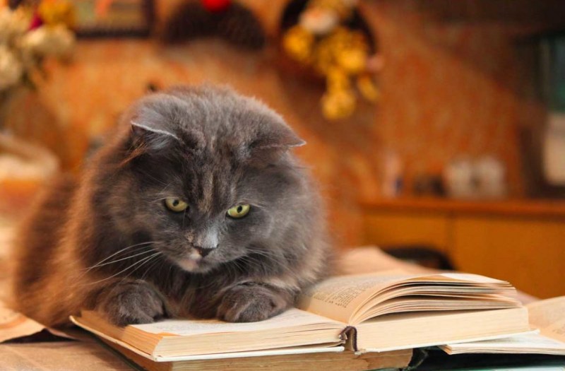 Кот с умным лицом