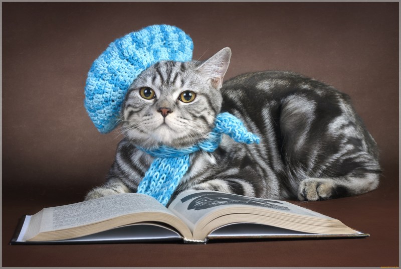 Шапочка котика
