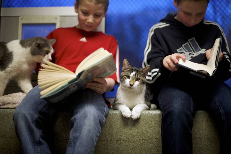 Коты школьники