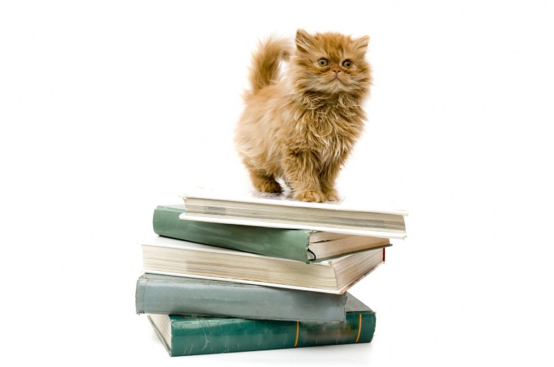 Кошка с книжкой
