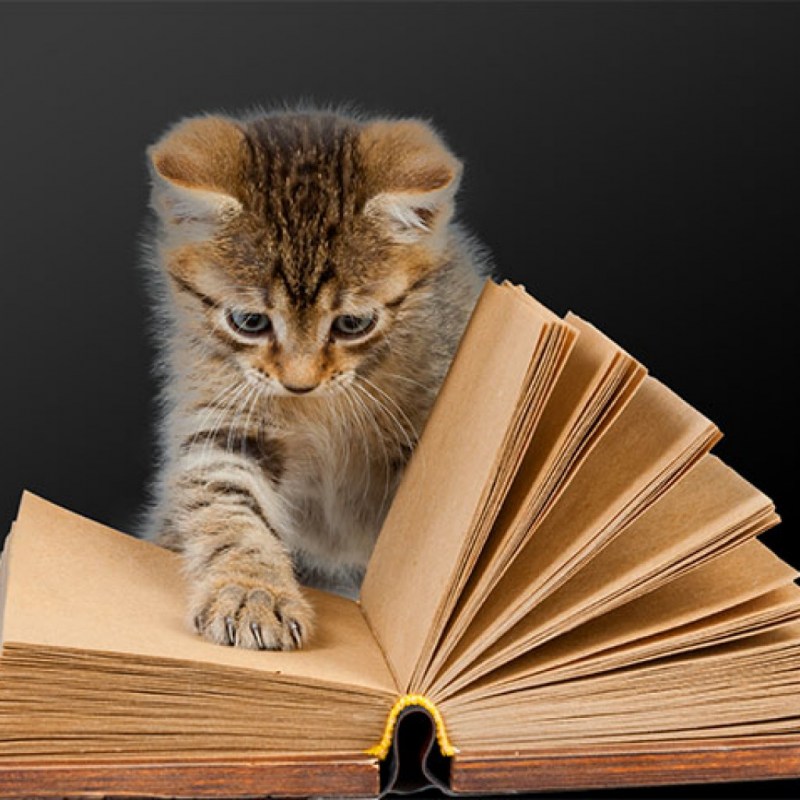 Котик с книжкой