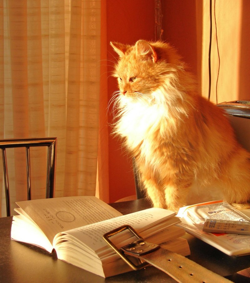 Умные коты