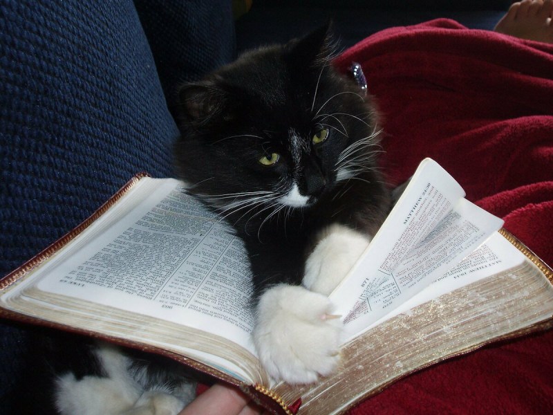 Коты читают книги