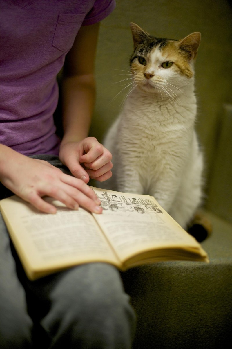 Кошечка с книгой