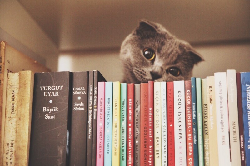Книги про кошек