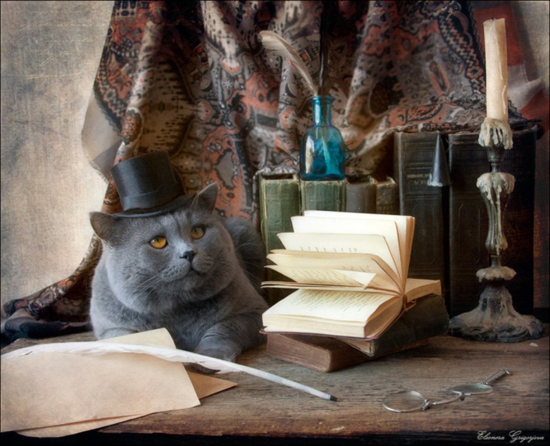 Кот писатель