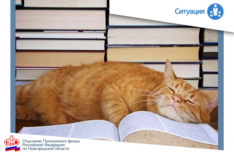 Кот спит на книгах