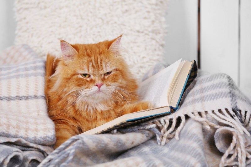 Котик с книжкой