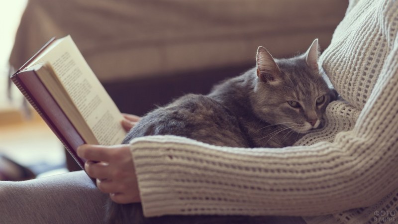 Книга котик