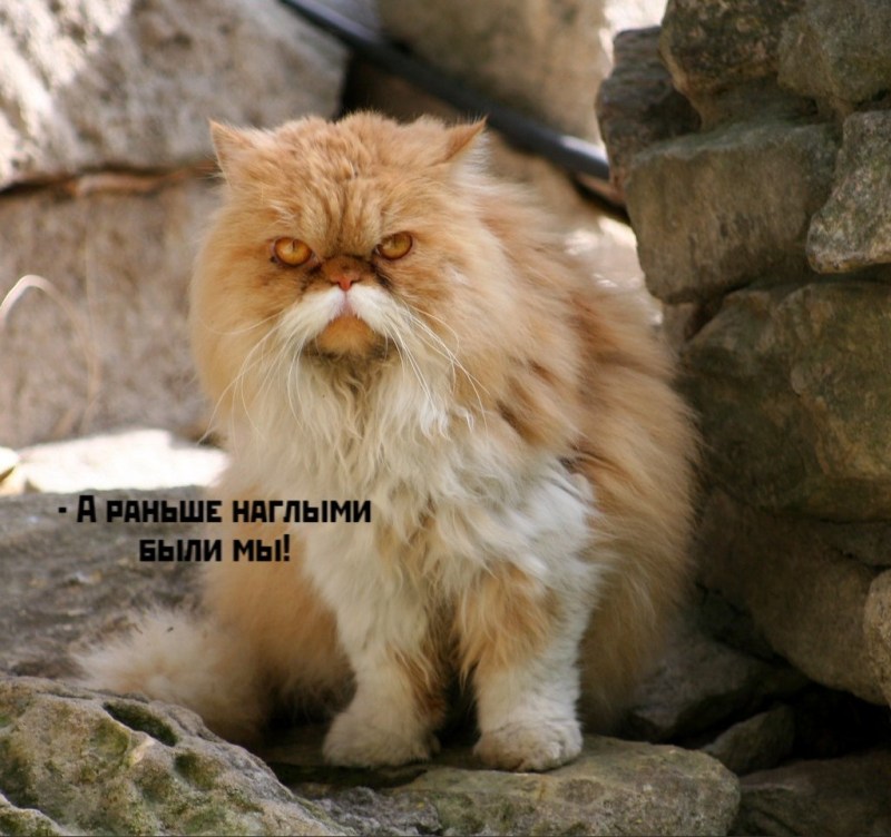 Кот с бакенбардами