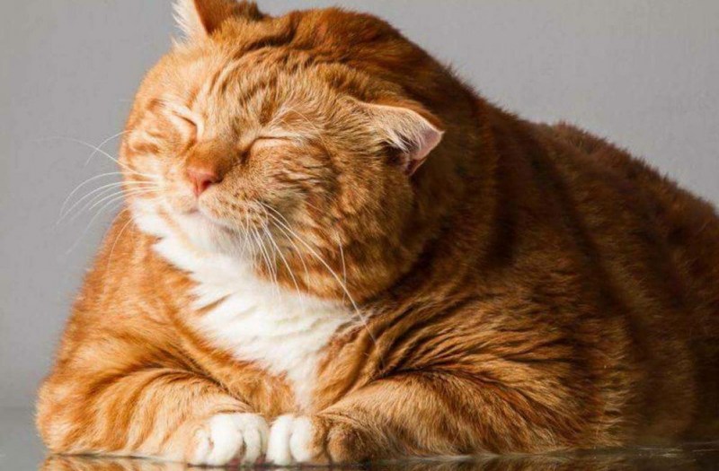 Рыжий деревенский кот