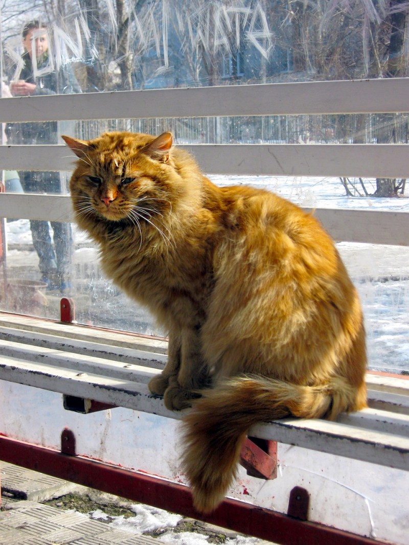 Бездомный рыжий кот
