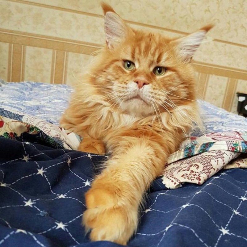 Лежачий кот