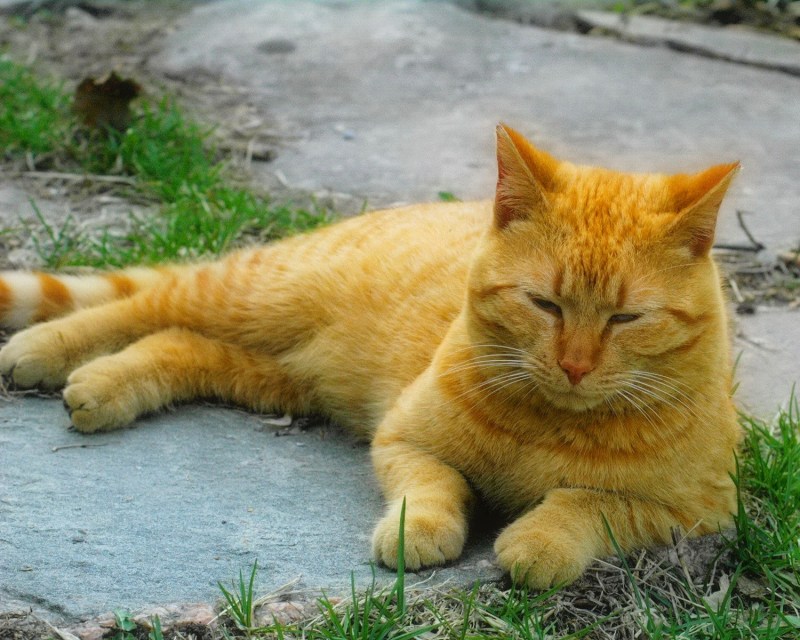 Жирные рыжие коты