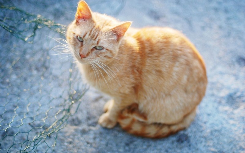Самый грустный кот в мире Бенбен