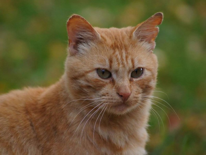 Бездомный рыжий кот