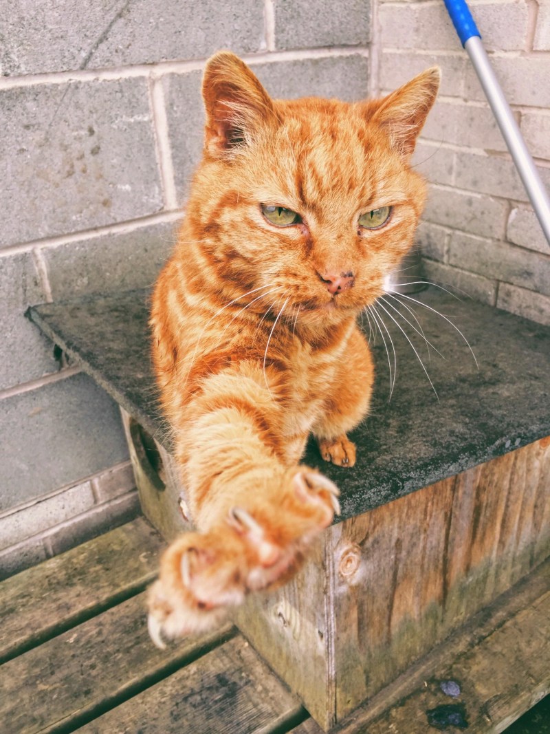 Пожилой рыжий кот