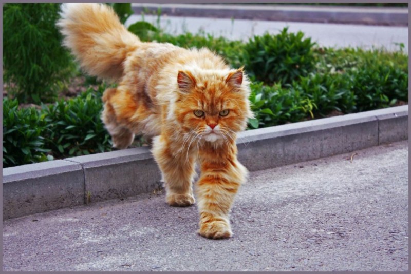 Рыжий дворовый кот