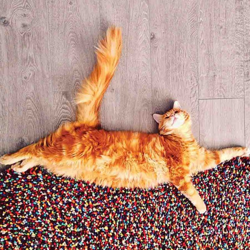 Котики рыжие толстые