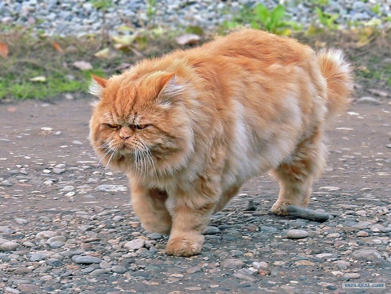 Жирный рыжий кот