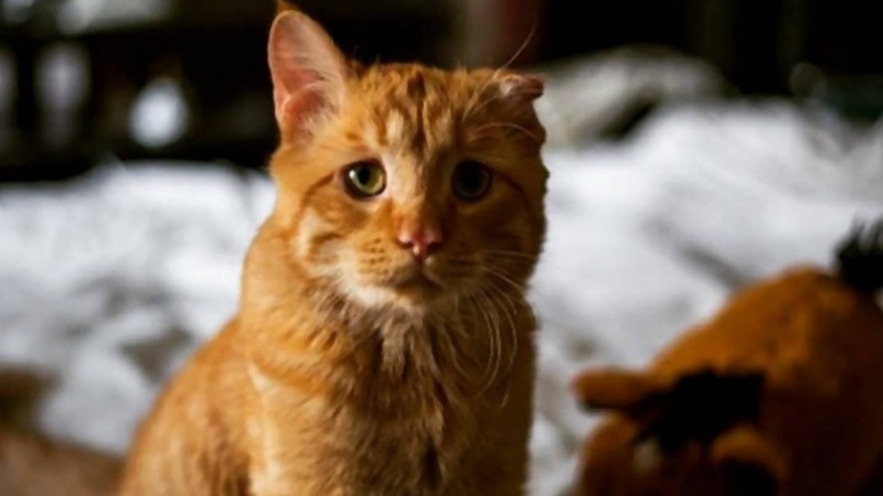 Рыжие коты