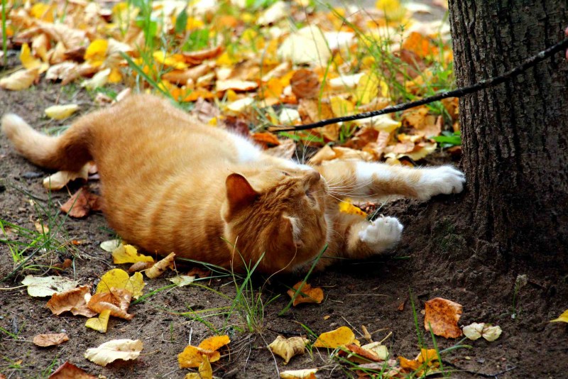 Мой рыжий кот