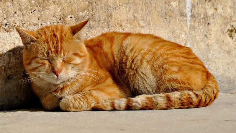 Смешной рыжий кот