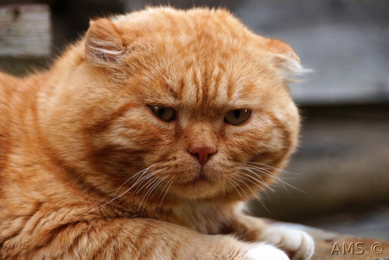 Рыжий бродячий кот