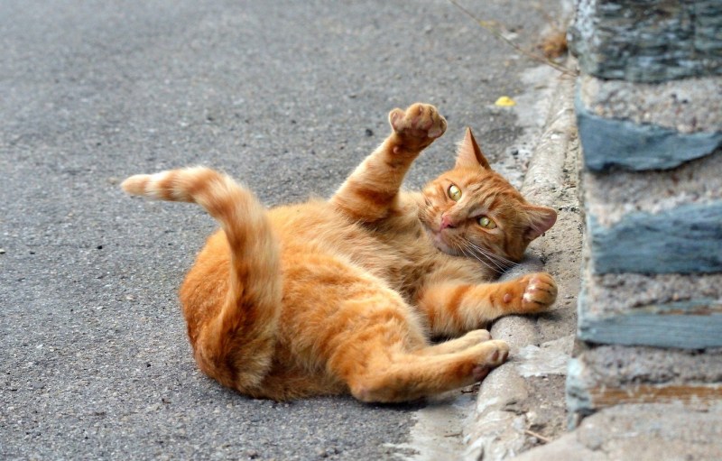 Хвост рыжего кота