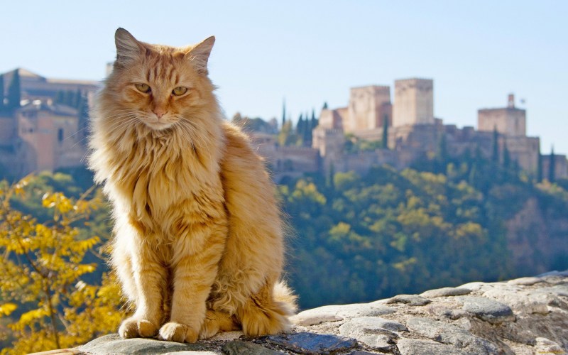 Иллюстрации с котами