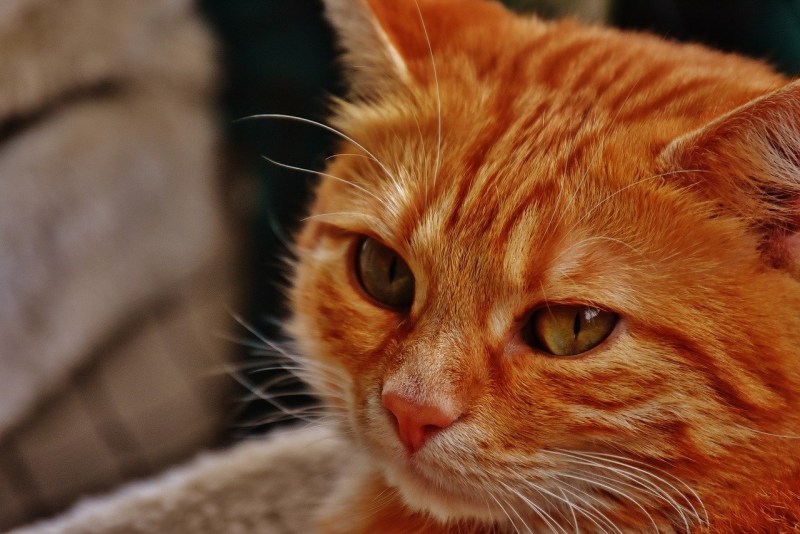 Котёнок рыженькая на даче