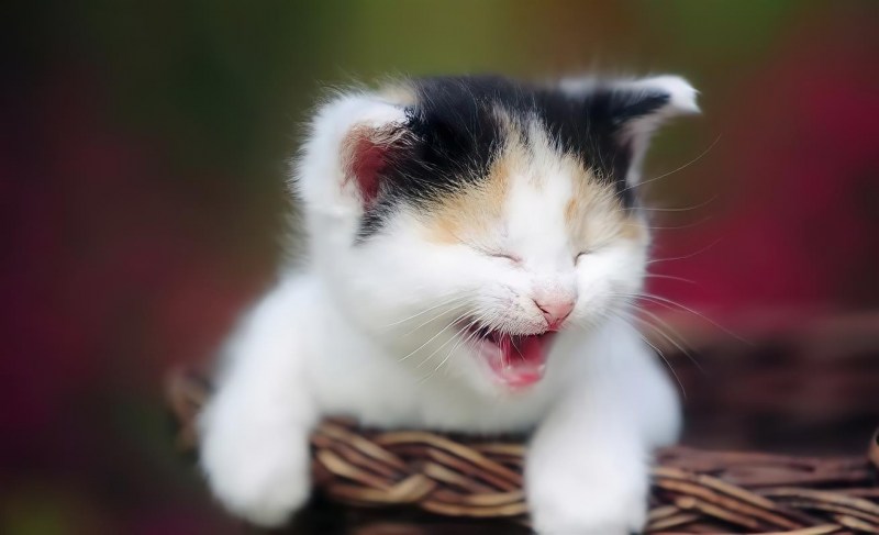 Котик смеется