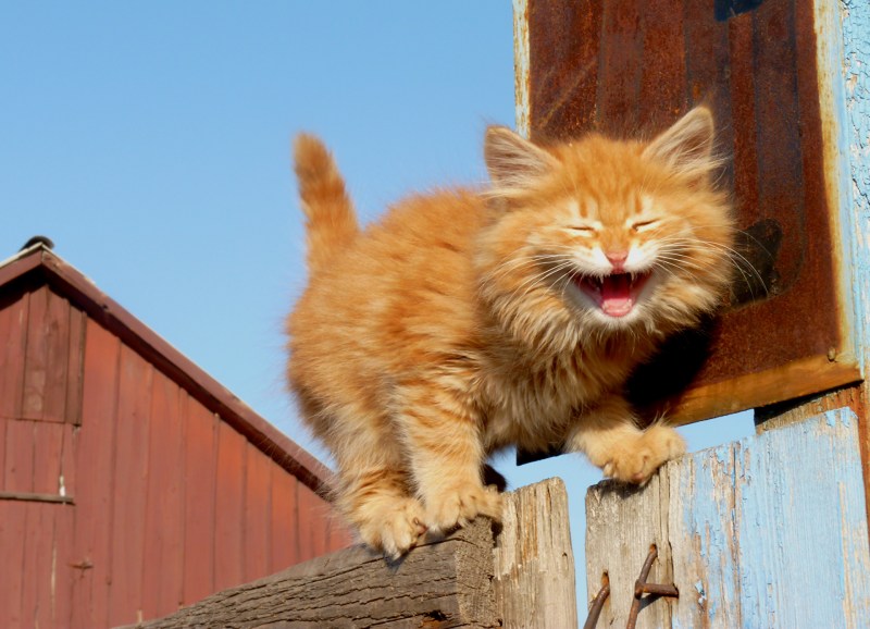 Смешной рыжий кот