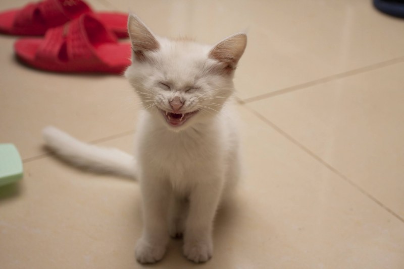Смех котенка