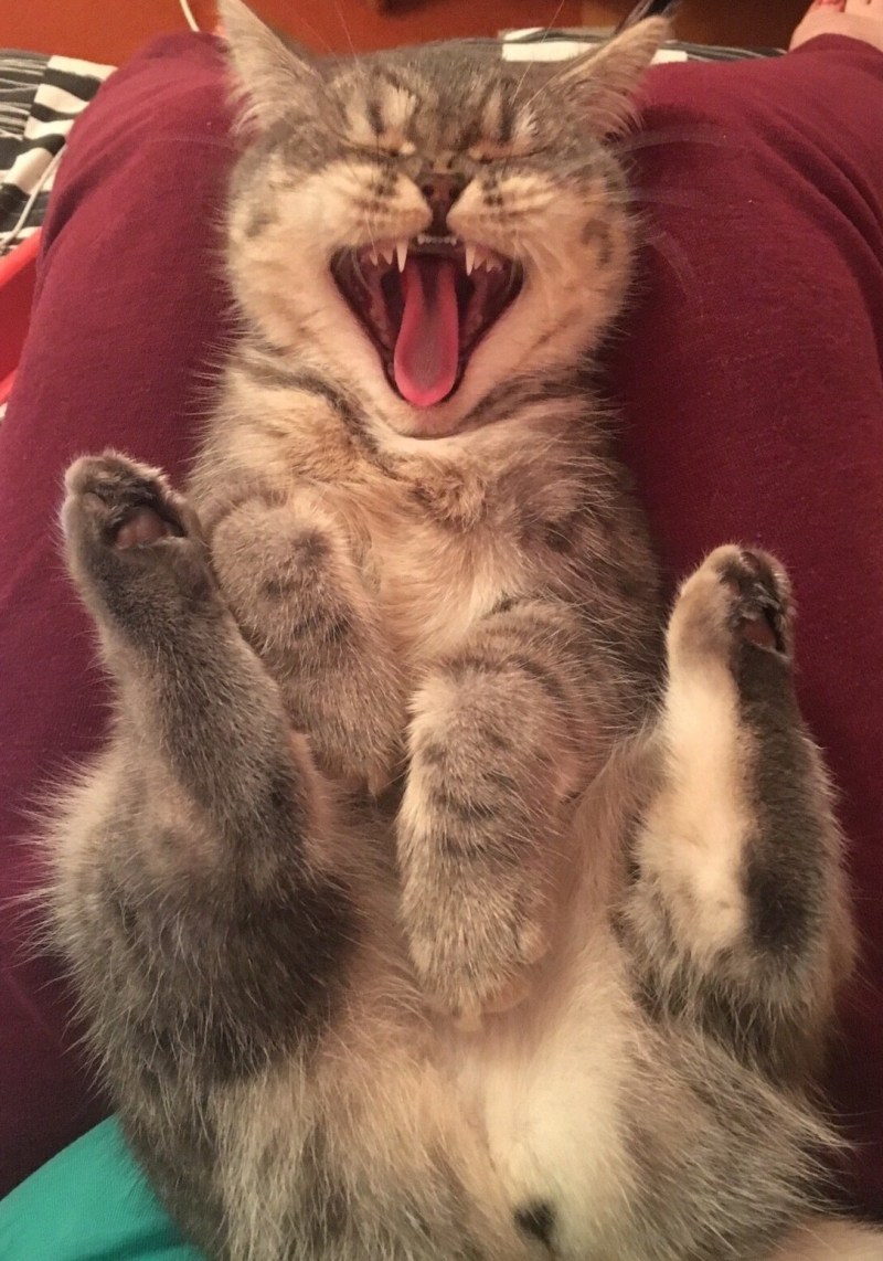 Кот смеется