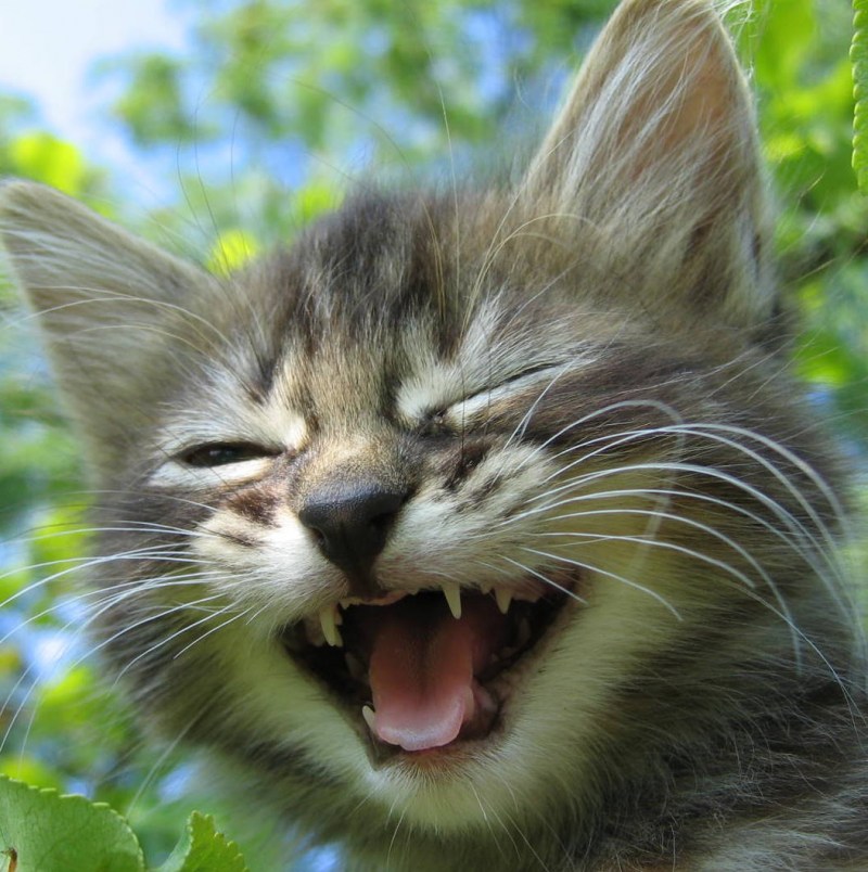 Смешной смеющийся кот