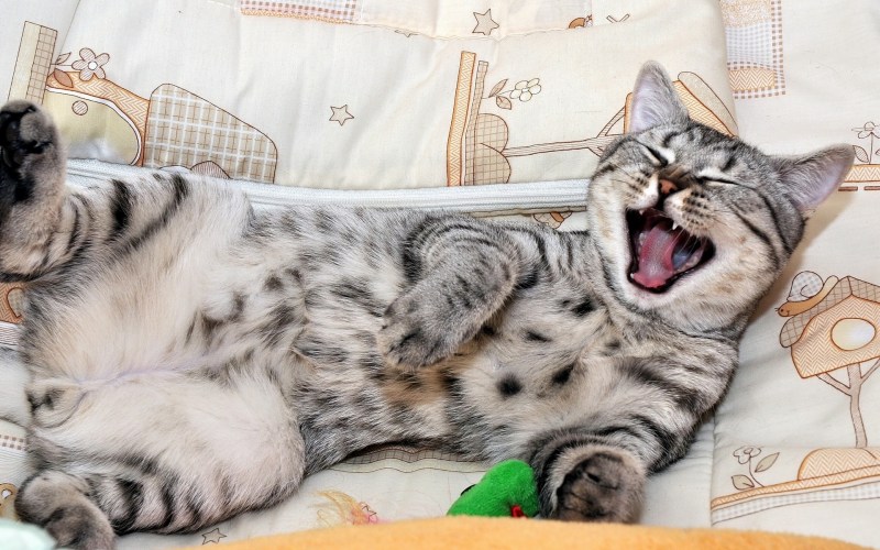 Кот ржет