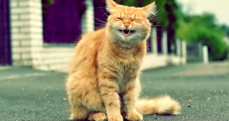 Смешной кот