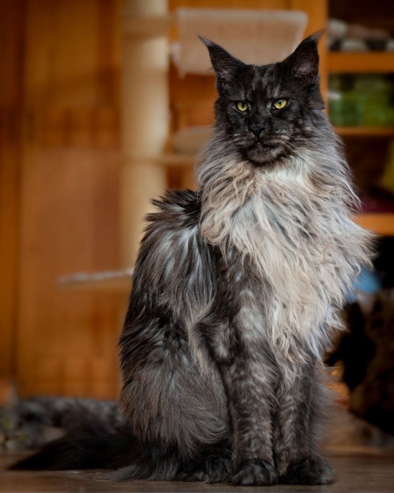 Кошка Мейн кун