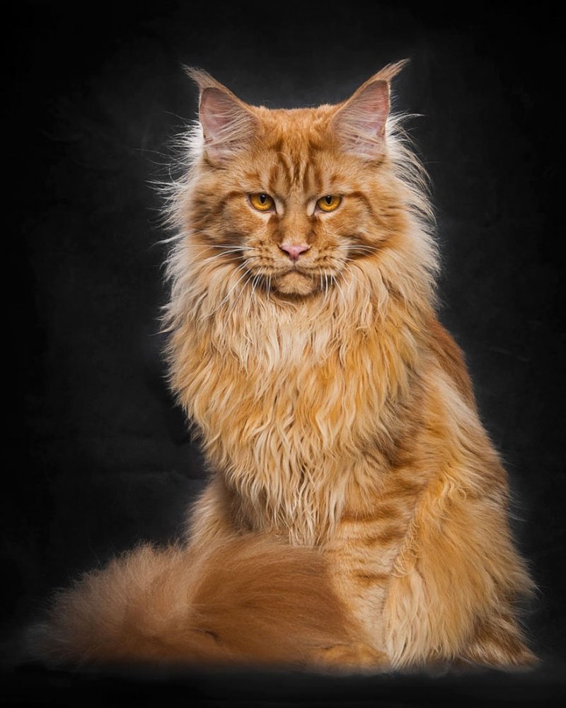 Кот Мейн кун